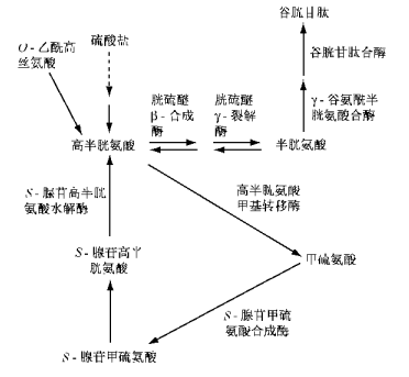 古特生物