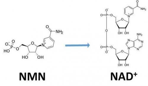 從生物學(xué)角度看NMN:為何能延緩衰老和提高免疫力？