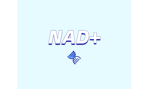 為什么要增強(qiáng)NAD+？